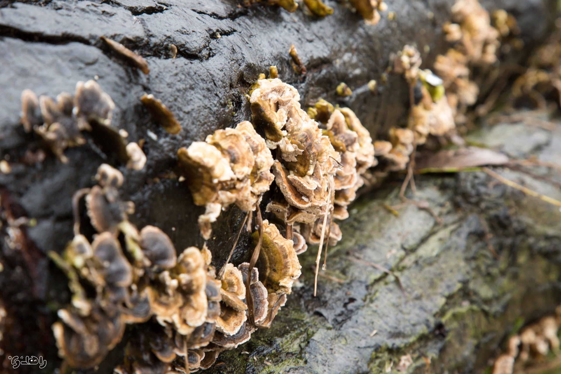 تور بوم گردی راهدون