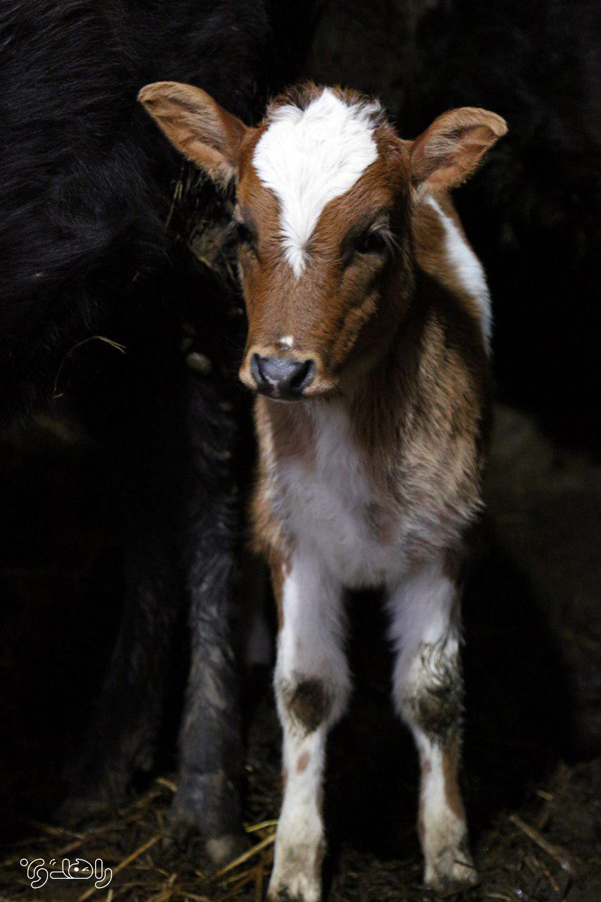 تور بوم گردی راهدون