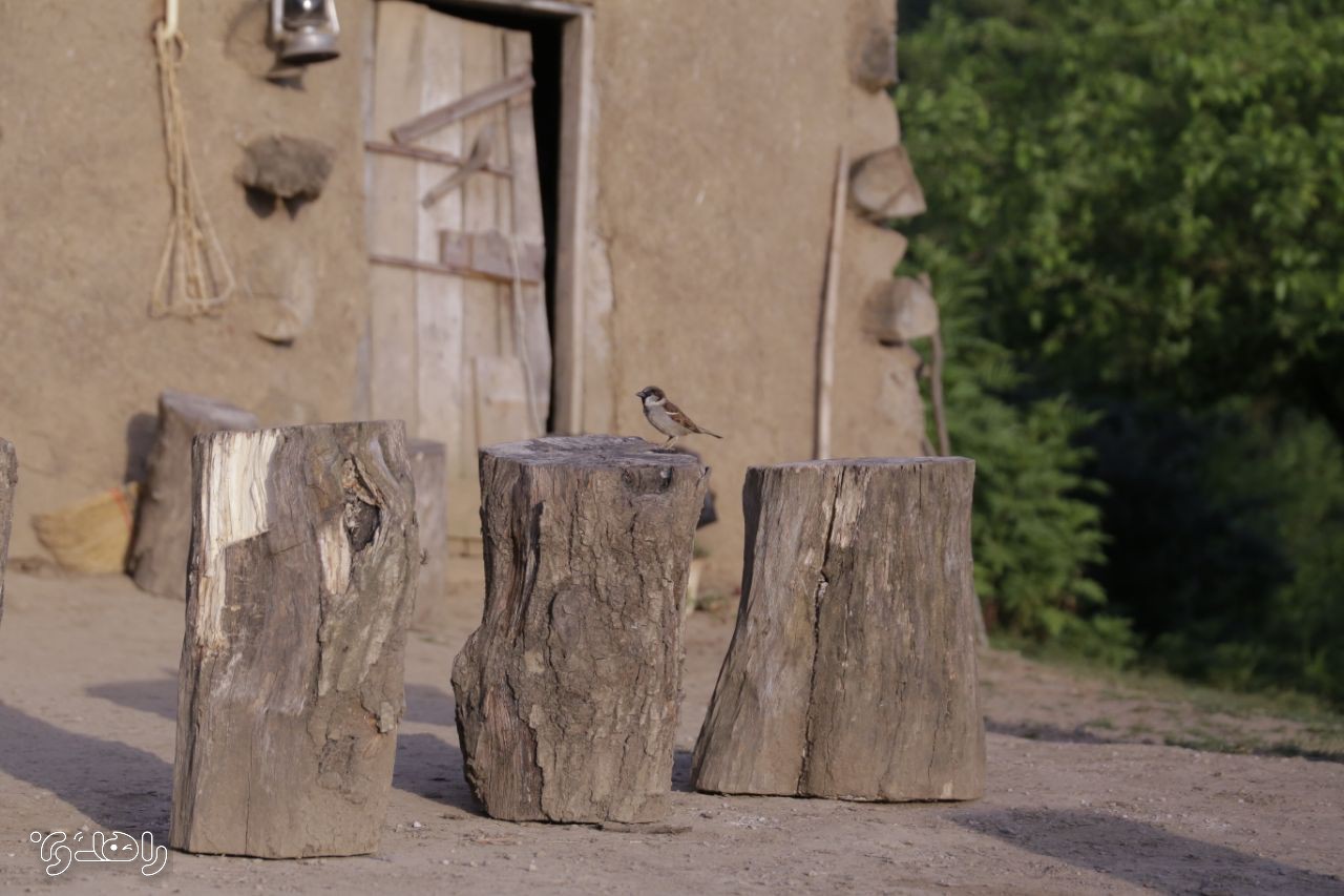 تور تجربه زندگی محلی