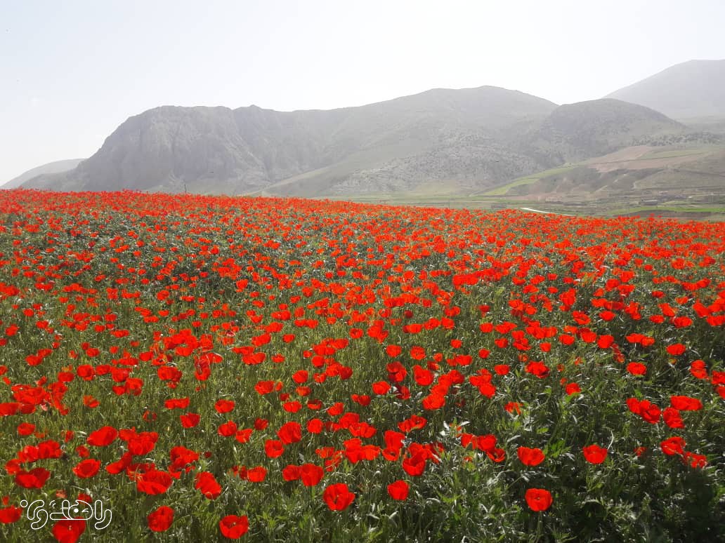 اقامتگاه بوم گردی وامنان گلستان